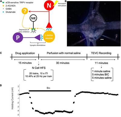 Activity-Dependent Modulation of Tonic GABA Currents by Endocannabinoids in Hirudo verbana